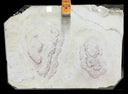 Buy Reliance Surfaces WHITE – ONYX from ExpressKBF - 57824069